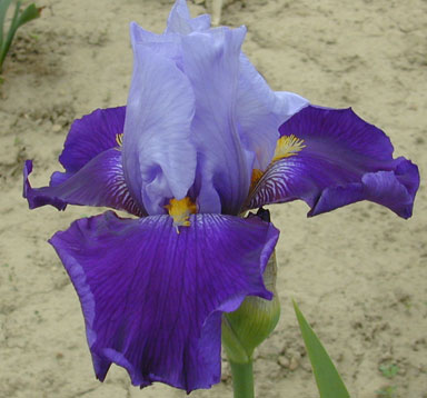 Twilight Fancies TB Iris chapmaniris.com