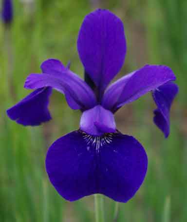 Siberian Iris Tycoon