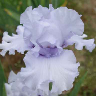 Uncle Charlie TB Iris