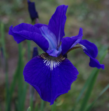 Valada Siberian Iris