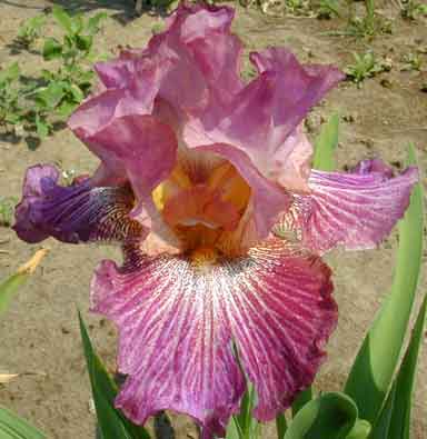 Vibrations TB Iris 