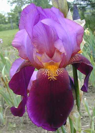 Vice Regal TB Iris 