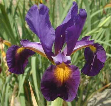 Spuria Iris Vintage Year