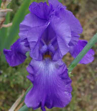 Violet Grace TB Iris 