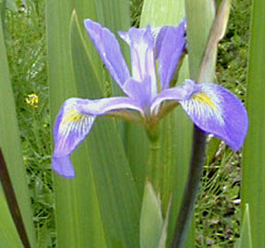 Iris virginica shreveii chapmaniris.com