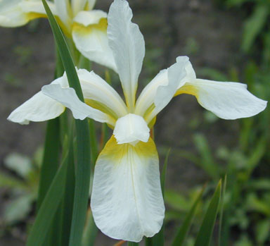 White Dove Siberian Iris  chapmaniris.com