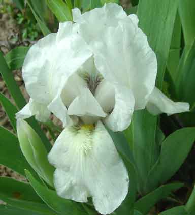 white Lighrt  MDB Iris 