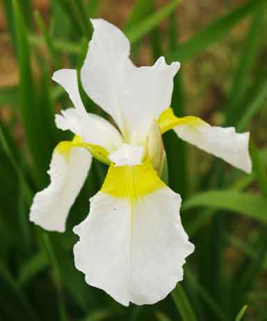 Siberian Iris White Magnificence