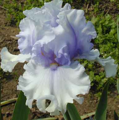 Willomette Mist TB Iris 