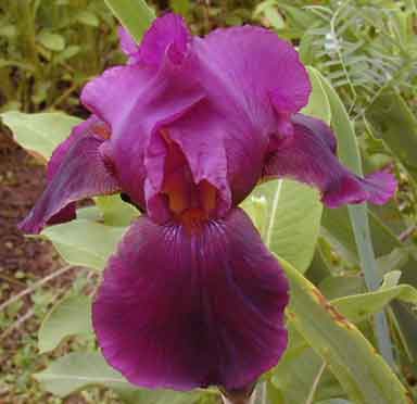 Winesap TB Iris 