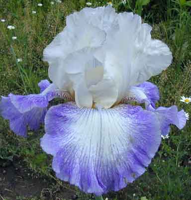 Winning Ticket TB Iris 