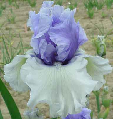 wintery Sky TB Iris 