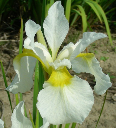 Wisley White Siberian Iris  chapmaniris.com