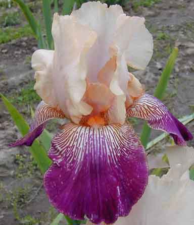 Yipes Stripes TB Iris 
