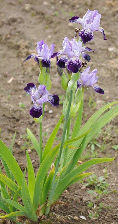 Stem