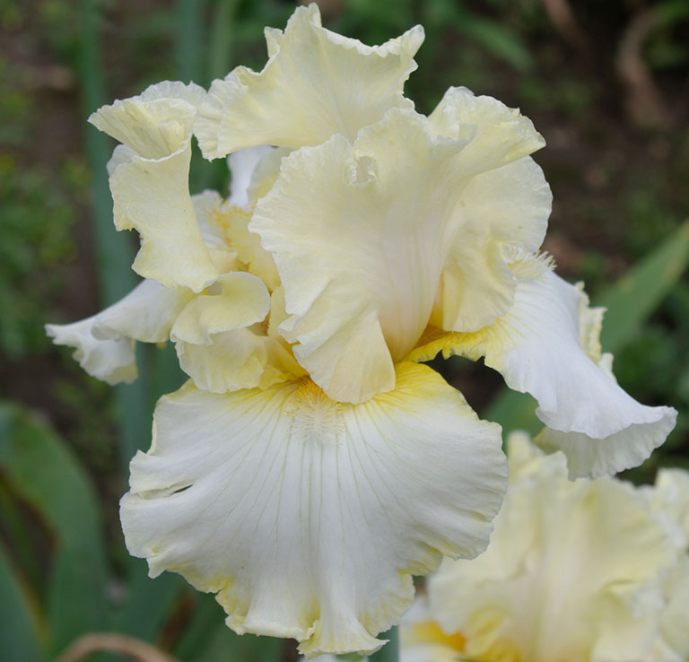 Center Ice  Tall Bearded Iris – Schreiner's Gardens