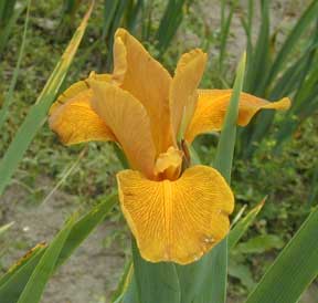 Amber Gleam