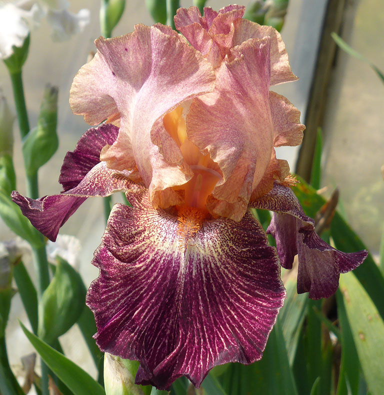 PlantFiles Pictures: Tall Bearded Iris 'Lace Artistry' (<i>Iris</i>) by  judithandrews