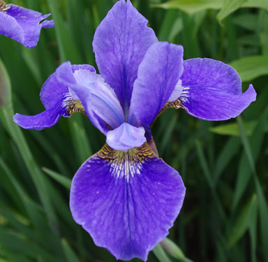 Ceasar Siberian Iris chapmaniris.com