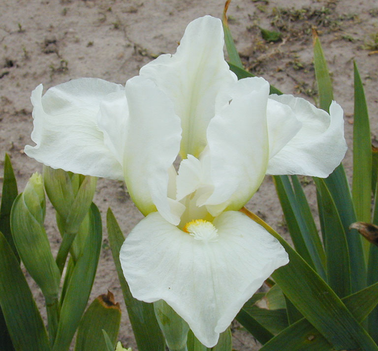 Eramosa Snowball